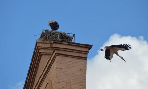Alcalá celebra San Blas con cuatro rutas urbanas de las cigüeñas