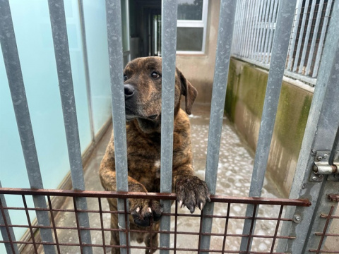 Bulldogs, podencos, mestizos y felinos aguardan en el Ciaam un nuevo hogar