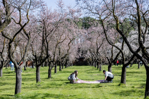 Los parques se tiñen de rosa y blanco con la floración de los almendros