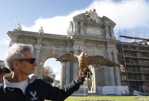 Dos águilas y un halcón ahuyentarán las palomas de la Puerta de Alcalá