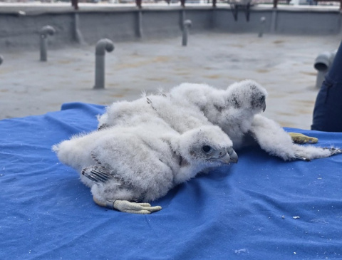 Una pareja de halcones cría tres polluelos en la azotea del 12 de Octubre