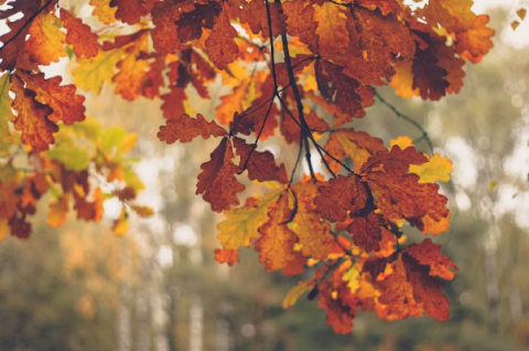 Madrid afronta un otoño donde deporte, cultura y ocio vuelven a llenar la agenda