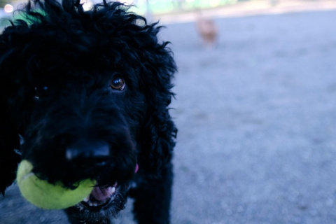 Investigan a dos propietarios de una escuela canina por presunto maltrato animal