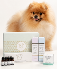 Cotton Spitz y el cuidado del Pomerania