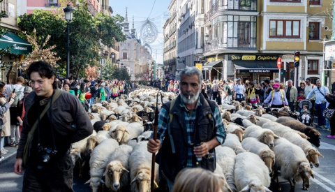 1.250 ovejas y 160 cabras de la Fiesta de la Trashumancia recorren Madrid