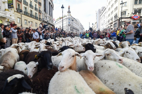 Las ovejas volverán a tomar Madrid en la Fiesta de la Trashumancia