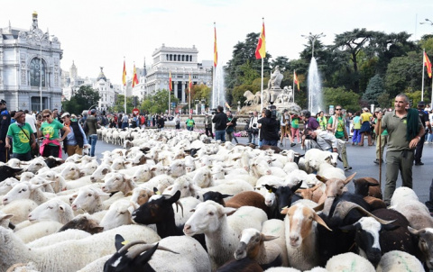La acampada de Sol obliga a cambiar la ruta de la Fiesta de la Trashumancia